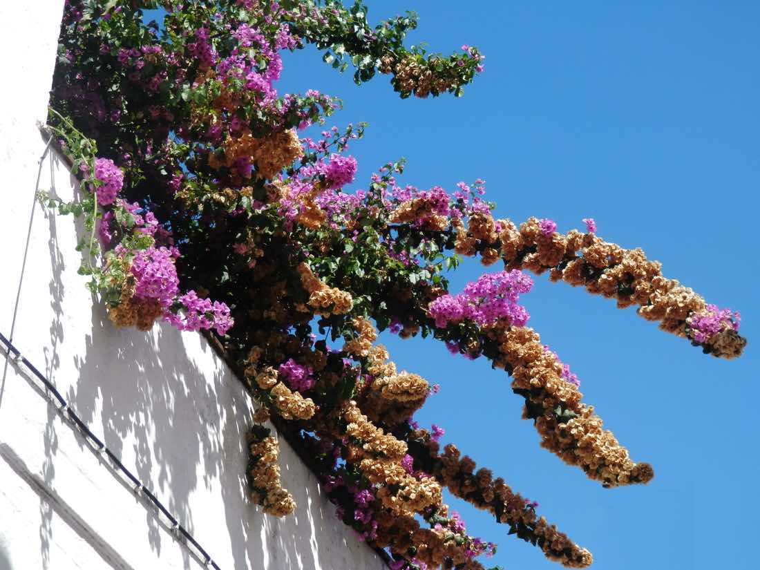 flores casa evora portugal